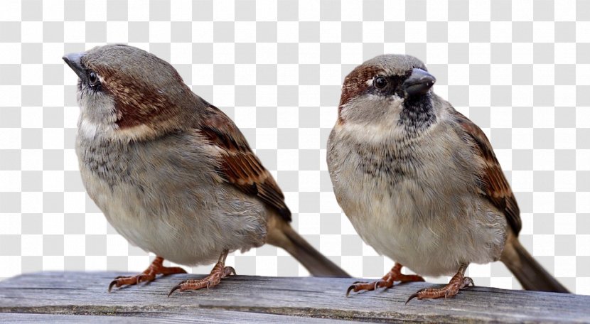 House Sparrow Christmas Bird Count Royalty-free - Passerine - Perching Transparent PNG