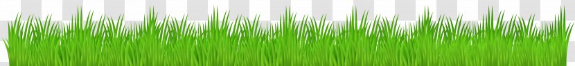Vetiver Wheatgrass Green Commodity Plant Stem - Chrysopogon - Grass Transparent Clip Art Image Transparent PNG