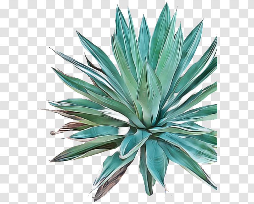 Mezcal Tequila Agave Tequilana Mexican Cuisine Agave Angustifolia Transparent PNG
