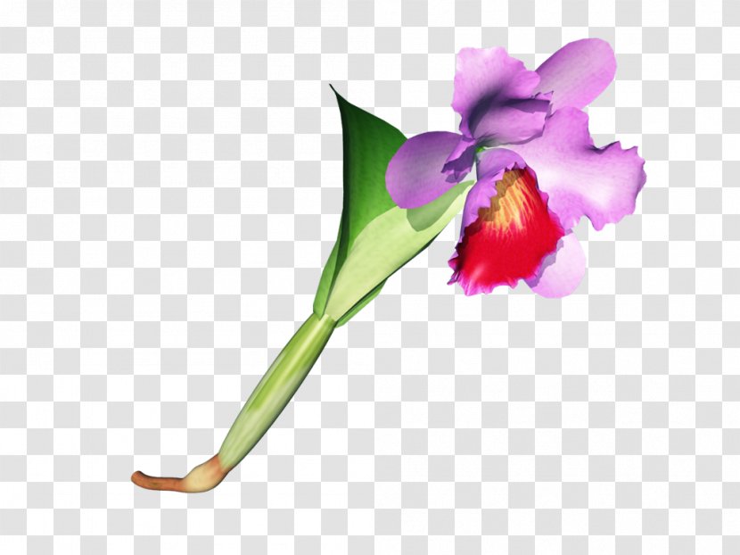 Moth Orchids Cattleya Cut Flowers Plant Stem Bud - Lapin Cretin Transparent PNG