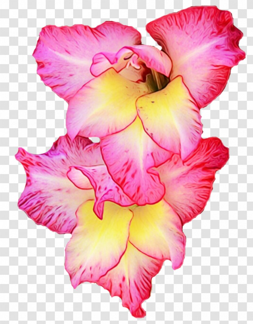 Flower Flowering Plant Petal Pink - Iris Family Transparent PNG