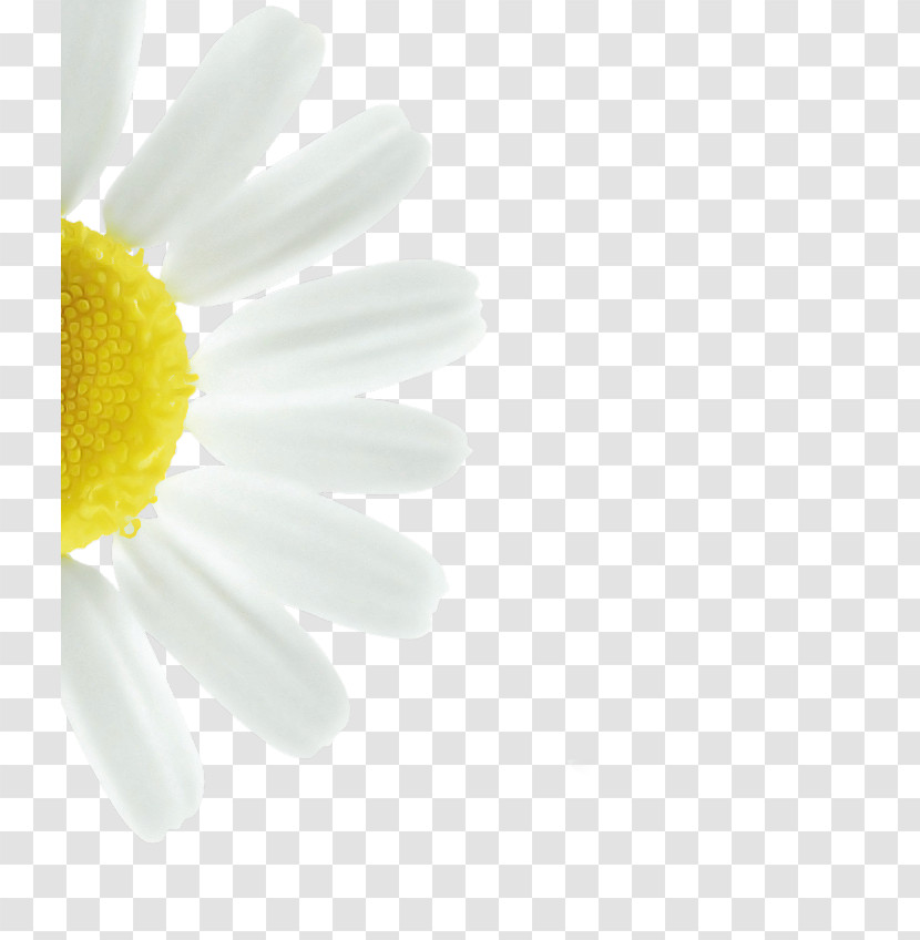 Daisy Transparent PNG