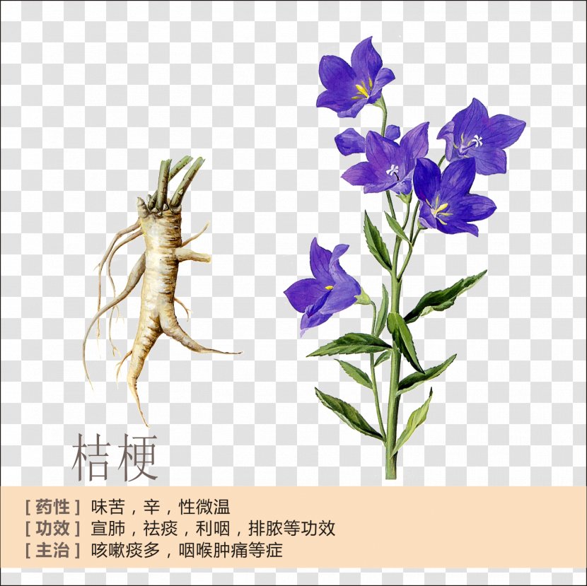 Platycodon Root Extract Flower Plant - Violet - Bellflower Profile Transparent PNG