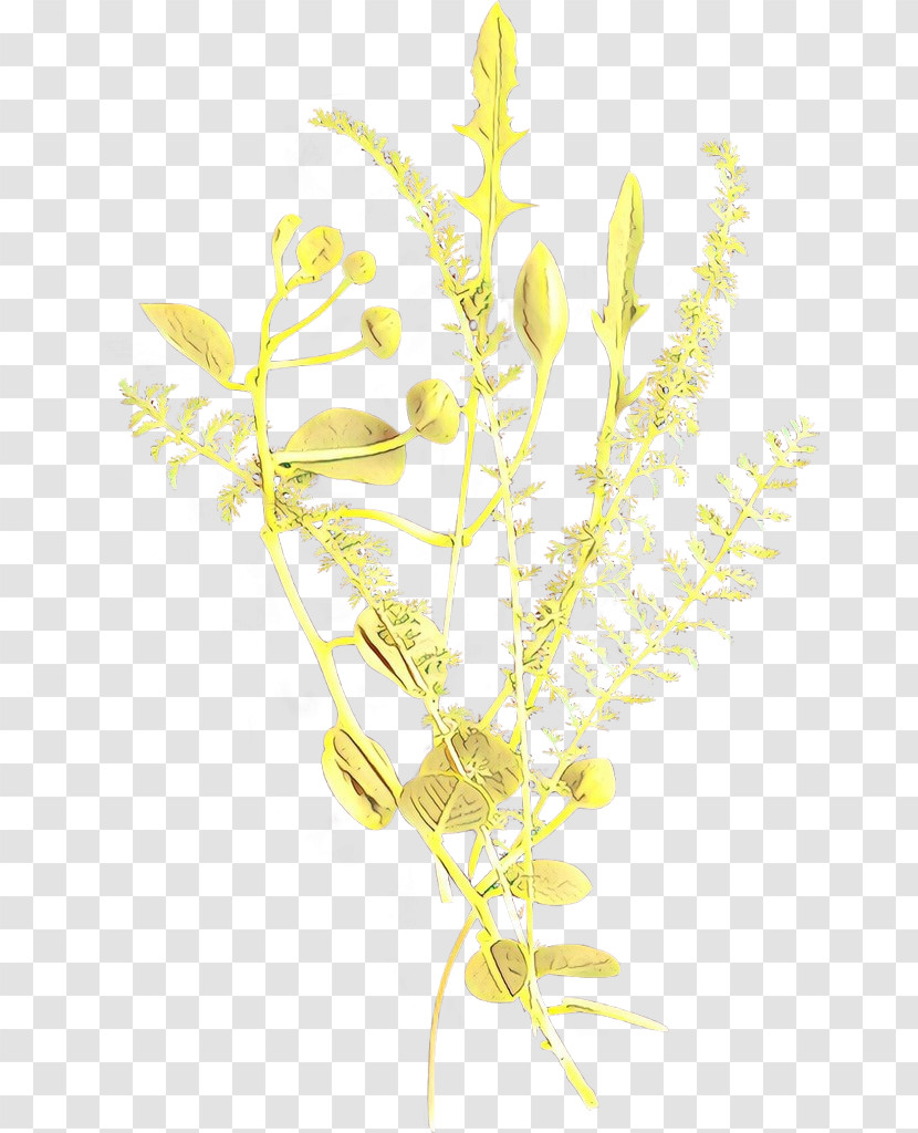 Yellow Plant Flower Plant Stem Transparent PNG