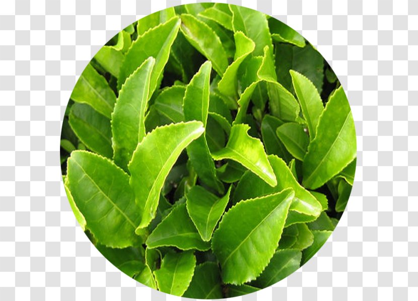 Green Tea Camellia Sinensis Production In Sri Lanka White - Extract Transparent PNG