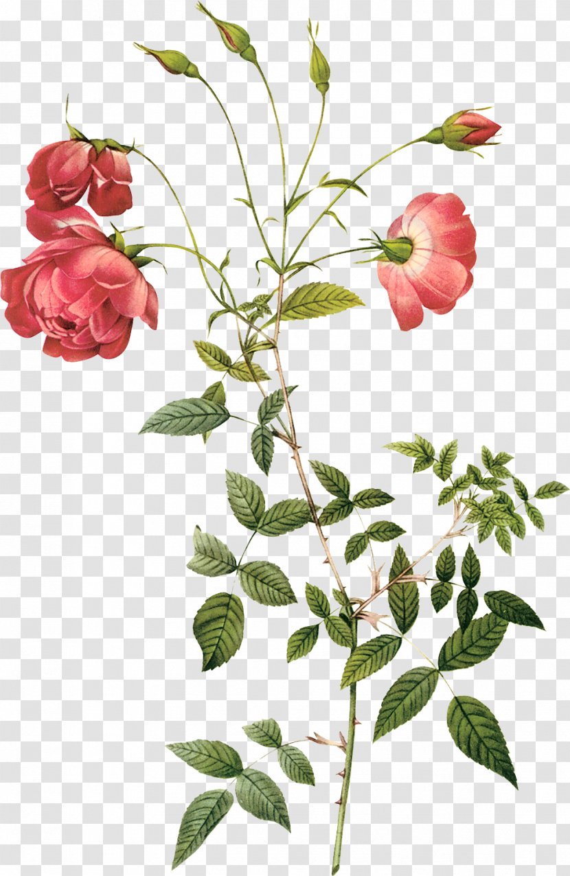 Rosa Chinensis Centifolia Roses Botany Hybrid Tea Rose Botanical Illustration - Hand-painted Transparent PNG