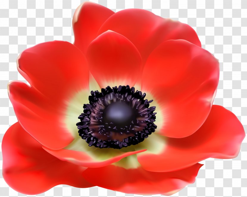 Poppy Euclidean Vector Clip Art - Petal - Red Flower Image Transparent PNG