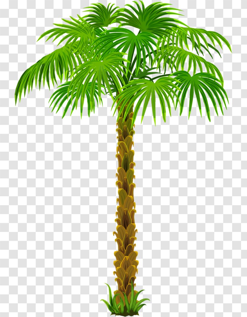 Asian Palmyra Palm Coconut Arecaceae Transparent PNG