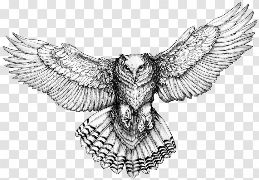 Owl Drawings For Tattoos Flash - Beak Transparent PNG