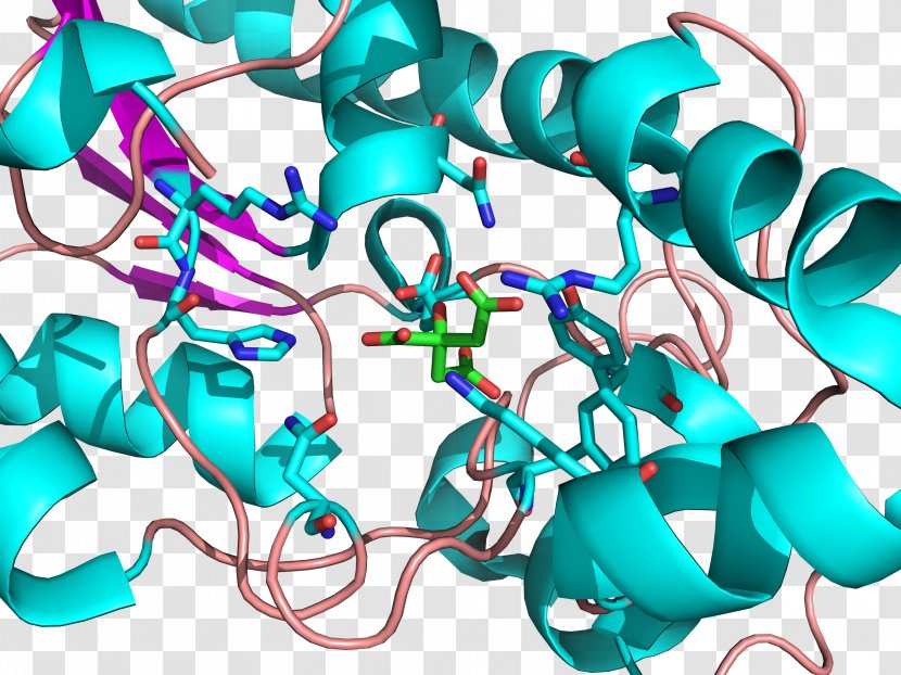 Bisphosphoglycerate Mutase Active Site 3-Phosphoglyceric Acid - Heart - Chromosome Transparent PNG