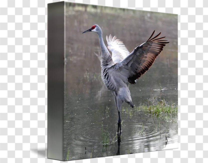 Bird Gallery Wrap Canvas Beak Feather - Wildlife Transparent PNG