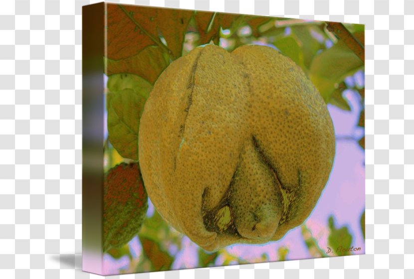 GOURD+m Winter Squash Cucurbita Fruit - Cucumber Gourd And Melon Family - Lemon Yellow Transparent PNG