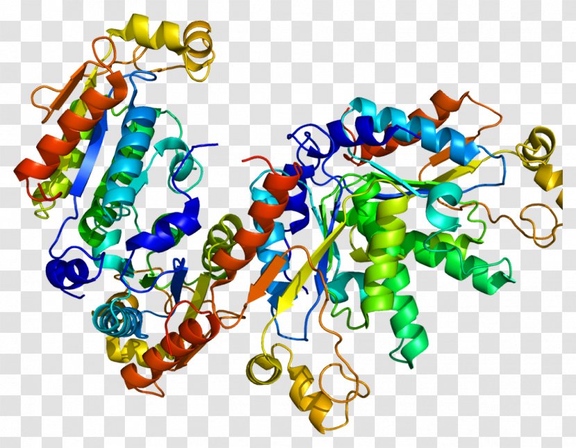 Iduronate-2-sulfatase PAPSS2 Enzyme 3'-Phosphoadenosine-5'-phosphosulfate - Cartoon - Frame Transparent PNG