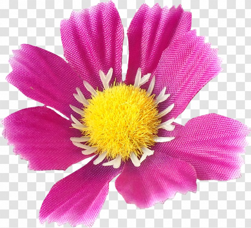Daisy Family Cut Flowers Annual Plant Chrysanthemum - Garden Cosmos - Flower Transparent PNG