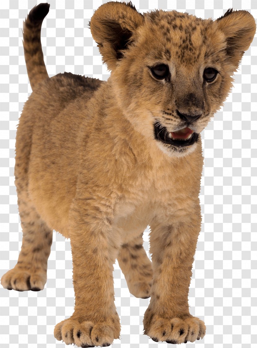 Lion - Big Cats - Small Image Transparent PNG