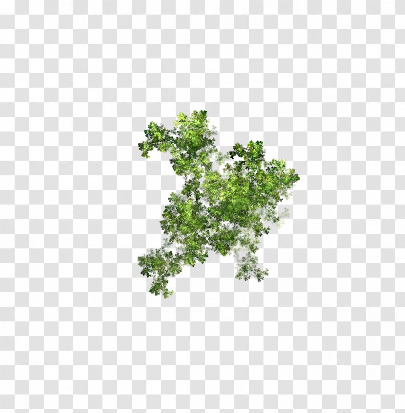 Tree Herb Plant Leaf Branching - Aqua Transparent PNG