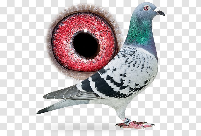 Columbidae Rock Dove Pigeon Racing Bird Offspring - Daughter - Dangling Ring Transparent PNG
