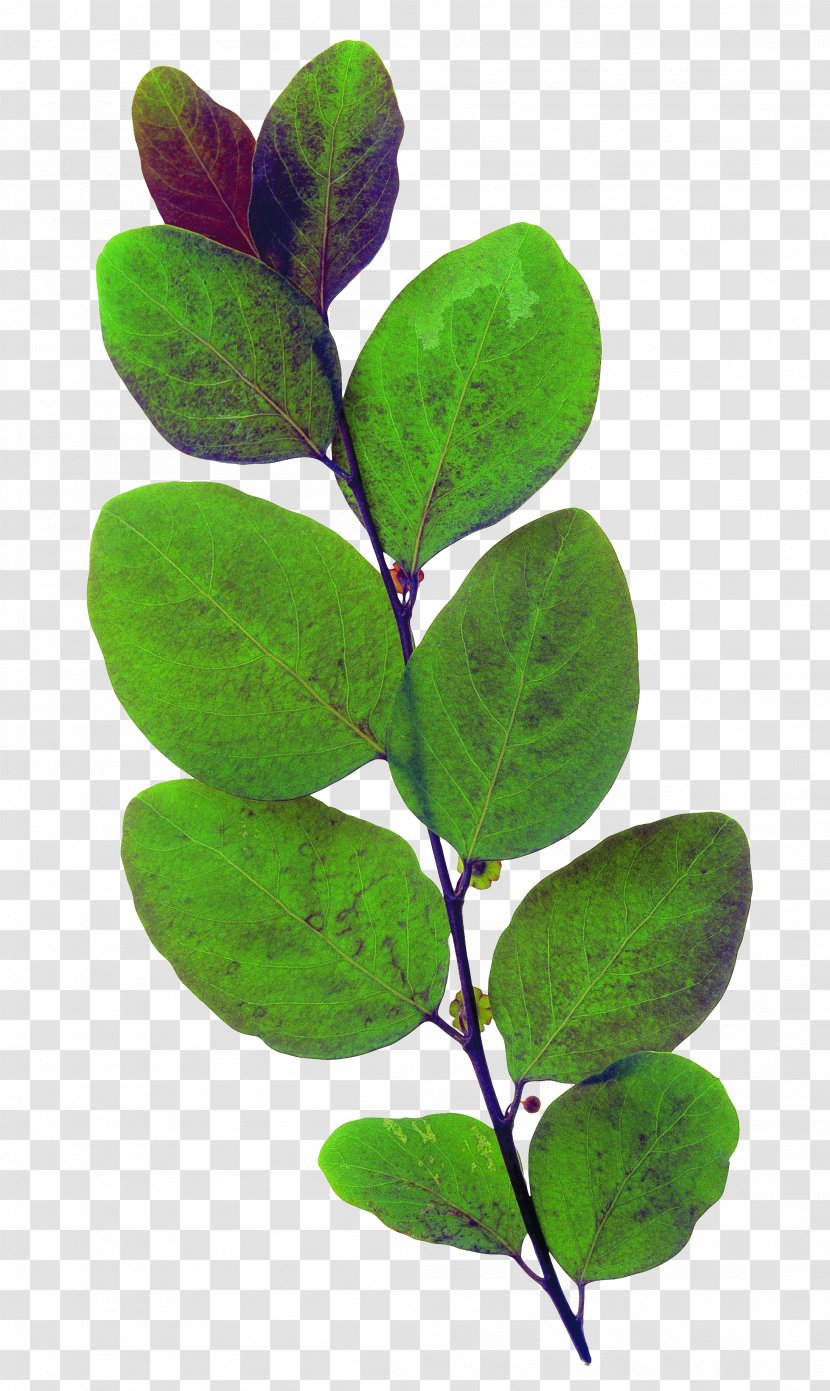 Leaf Green Plant - Leaves Transparent PNG