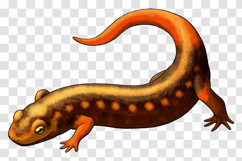 Newt Salamander Vertebrate Caeciliidae Reptile - Organism Transparent PNG