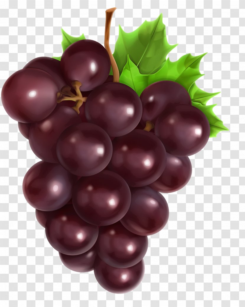 Common Grape Vine Vector Graphics Royalty-free Stock Photography Transparent PNG