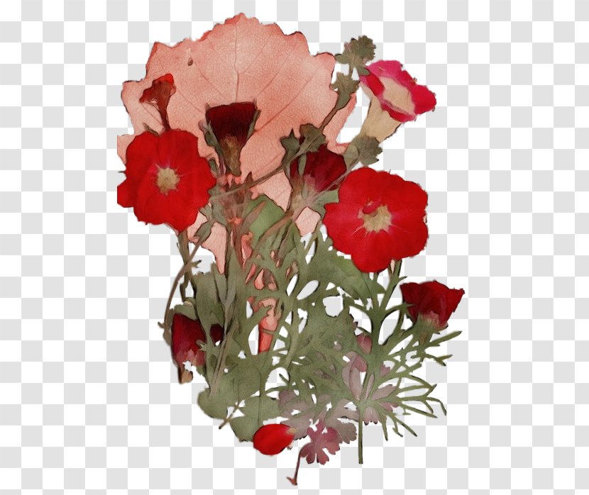 Red Watercolor Flowers - Petal - Perennial Plant Poppy Family Transparent PNG