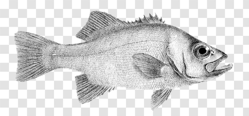 Tilapia Drawing Fish Products Perch Barramundi - Seafood - 28day Transparent PNG