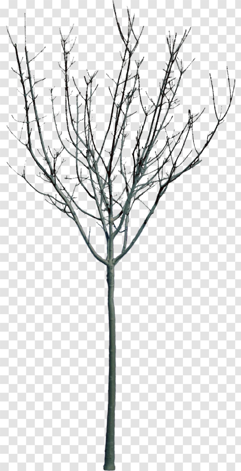 Woody Plant Parkeergarage Stadshuis Tree Branch - Bushes Transparent PNG