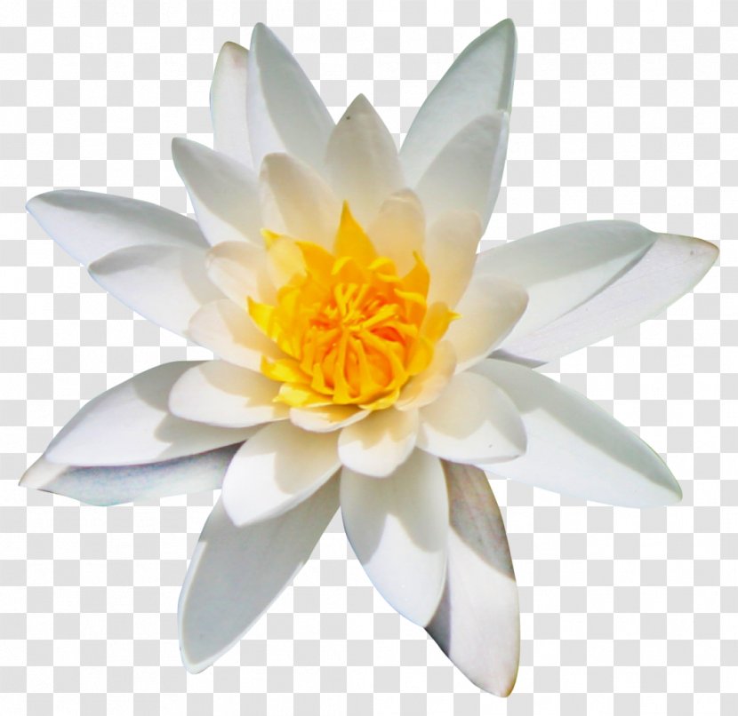 Flower Kolubara Clip Art - Emphasis - Lotus Transparent PNG