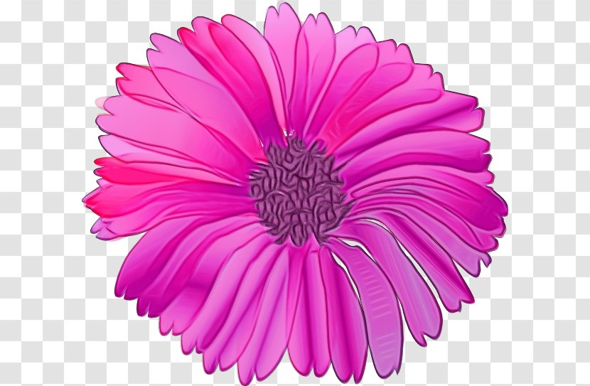 Watercolor Pink Flowers - Flower - Ice Plant Family China Aster Transparent PNG