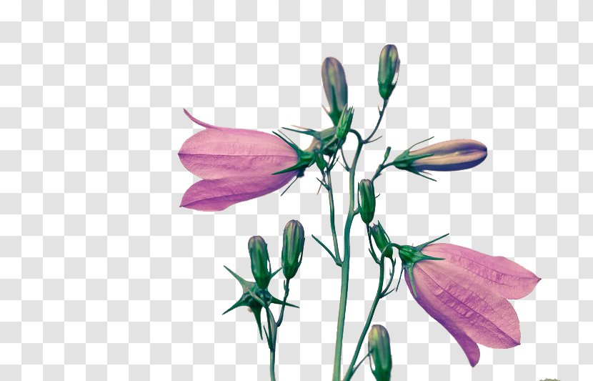 Cut Flowers Art Petal Bud - Flower Transparent PNG