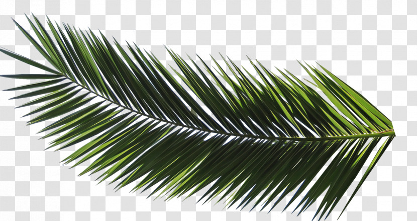 Palm Tree Transparent PNG