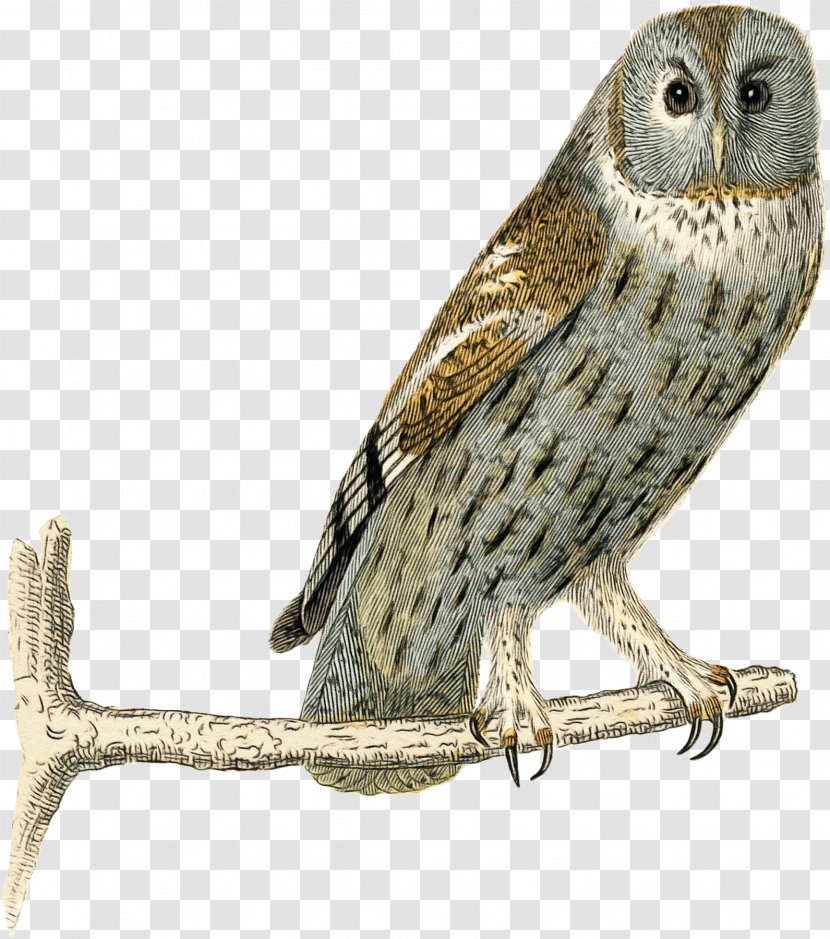 Bird Owl Of Prey Beak Peregrine Falcon - Great Grey - Wildlife Transparent PNG