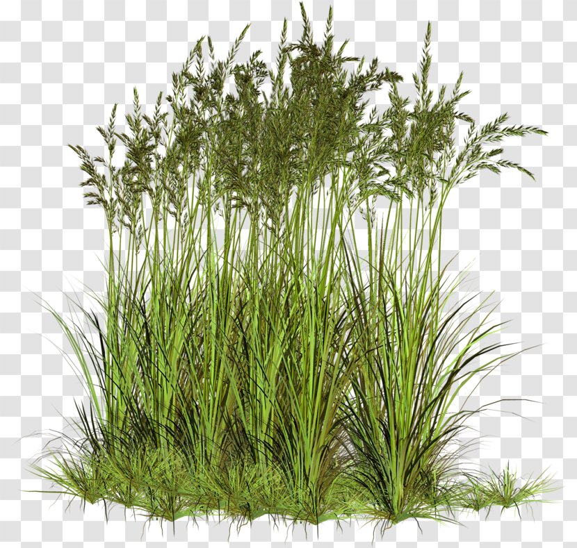 Ryegrass Sweet Grass Vetiver Herbaceous Plant - Aquarium Decor Transparent PNG