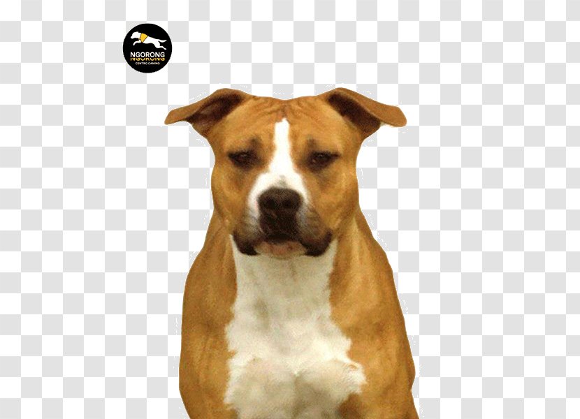 American Staffordshire Terrier Pit Bull Dog Breed Transparent PNG