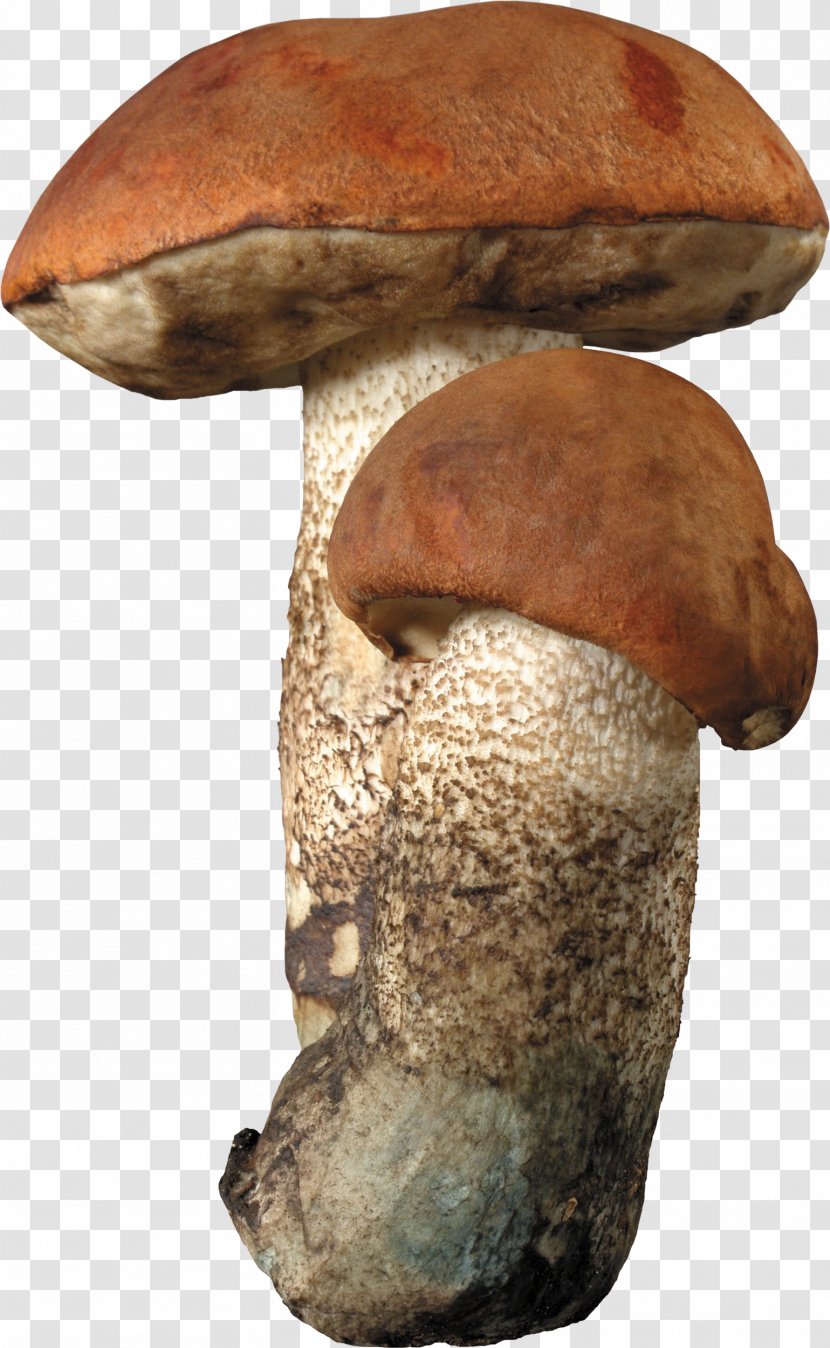 Aspen Mushroom Brown Cap Boletus Fungus Edible - Hunting - Mushrooms Transparent PNG