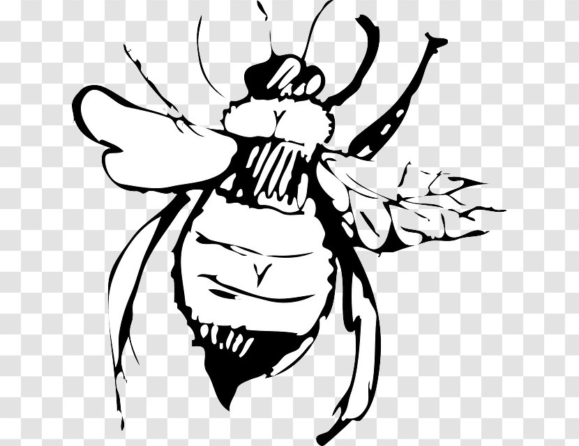Drawing Bee Clip Art - White Transparent PNG