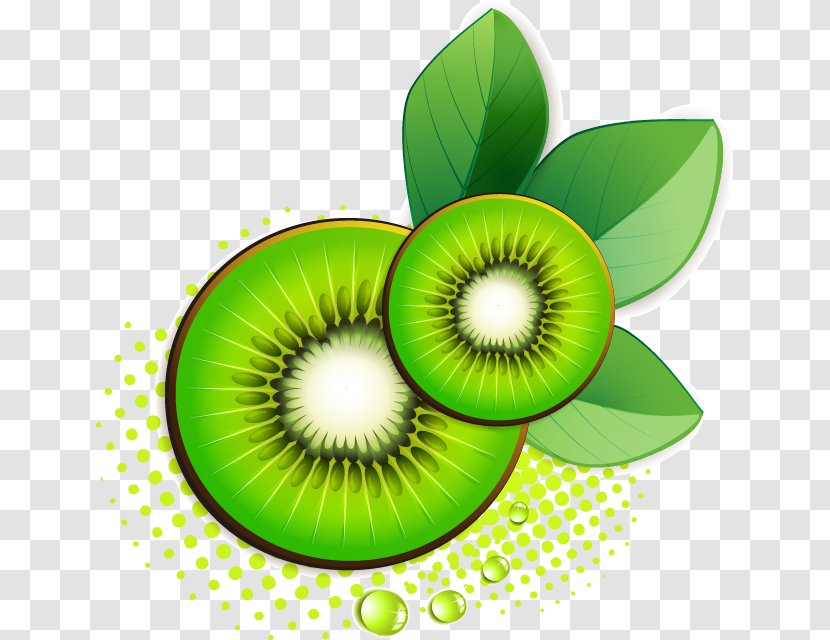 Photography Clip Art - Kiwi - Painted Green Fresh Image Transparent PNG