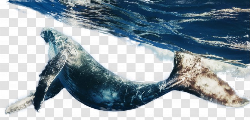 Whales Blue Whale Animal Snakes Sea - Bowhead Cetacea Transparent PNG