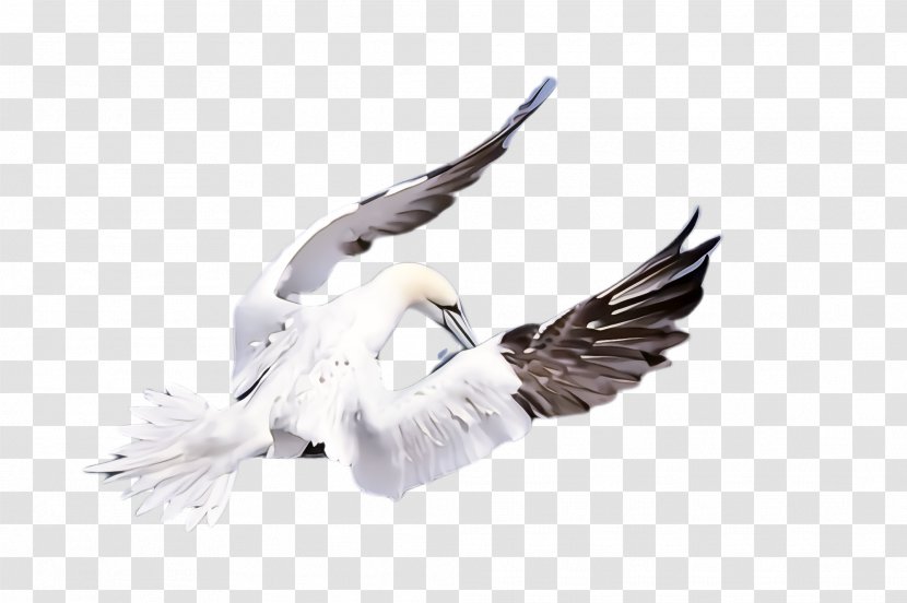 Feather - Tail Gull Transparent PNG