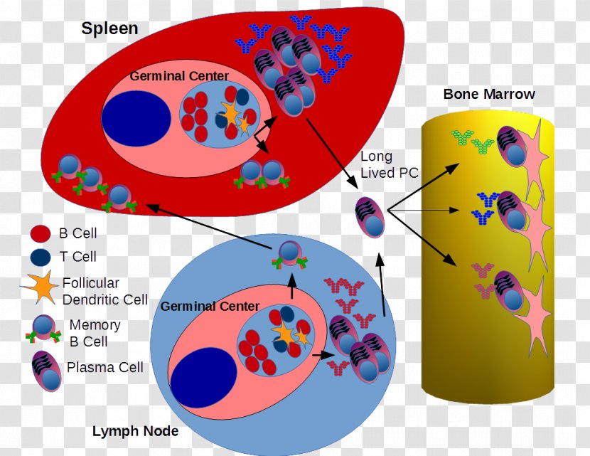 Germinal Center B Cell Plasma Lymphatic System - Watercolor - Cartoon Transparent PNG