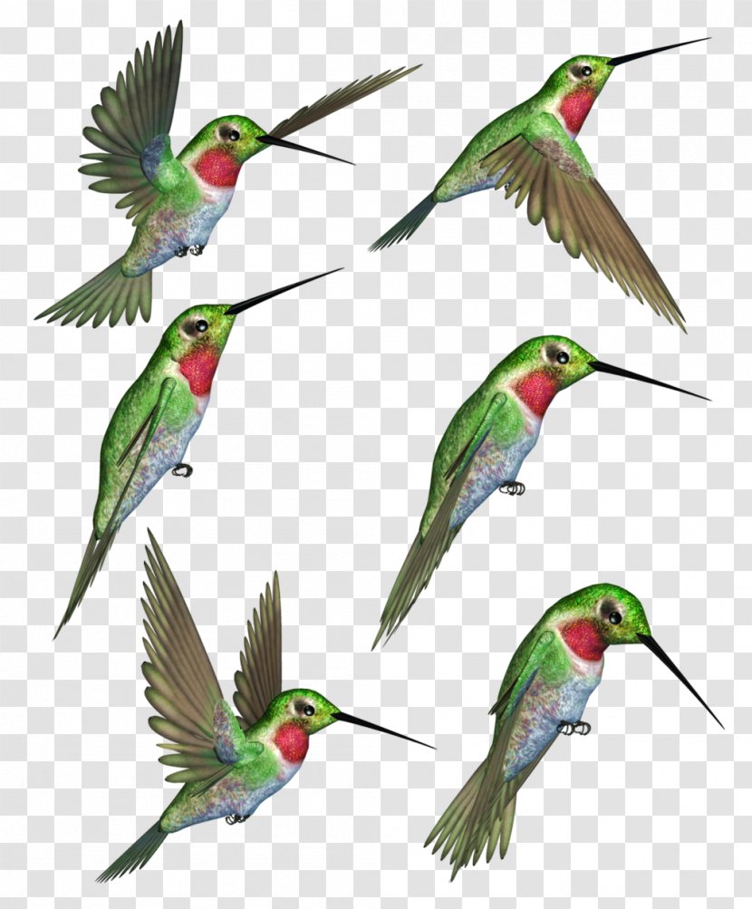 Ruby-throated Hummingbird Clip Art - Bluethroated Mountaingem - Humming Bird Transparent PNG