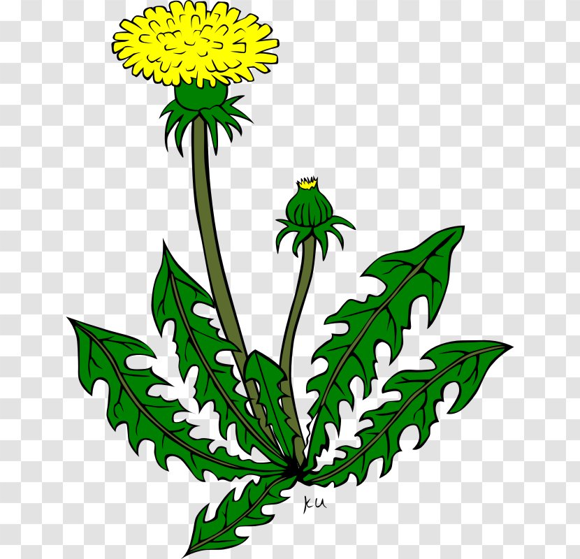 Clip Art Vector Graphics Common Dandelion Openclipart Free Content - Herbaceous Plant - Dandilion Cartoon Transparent PNG