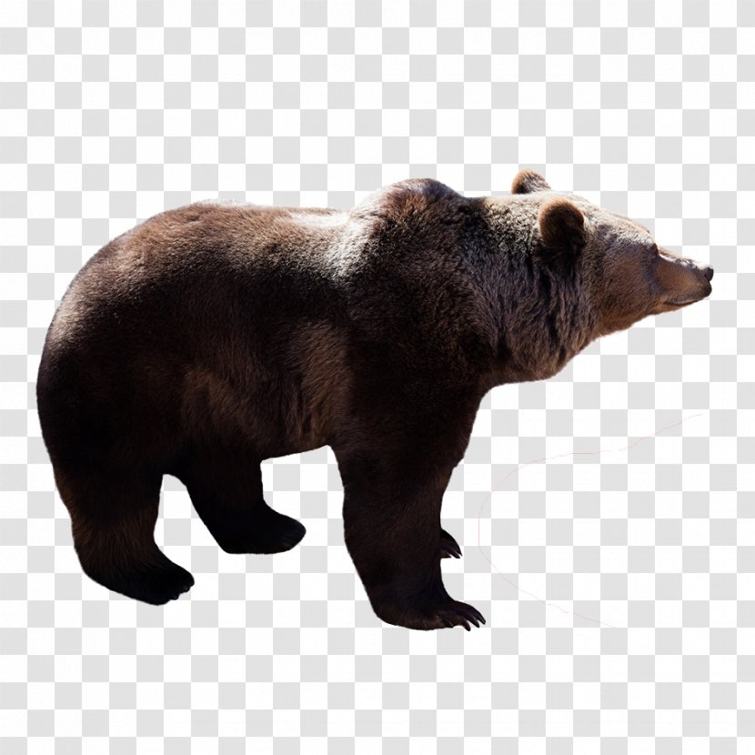 Brown Bear Polar Stock Photography - Watercolor - Grizzly Transparent PNG