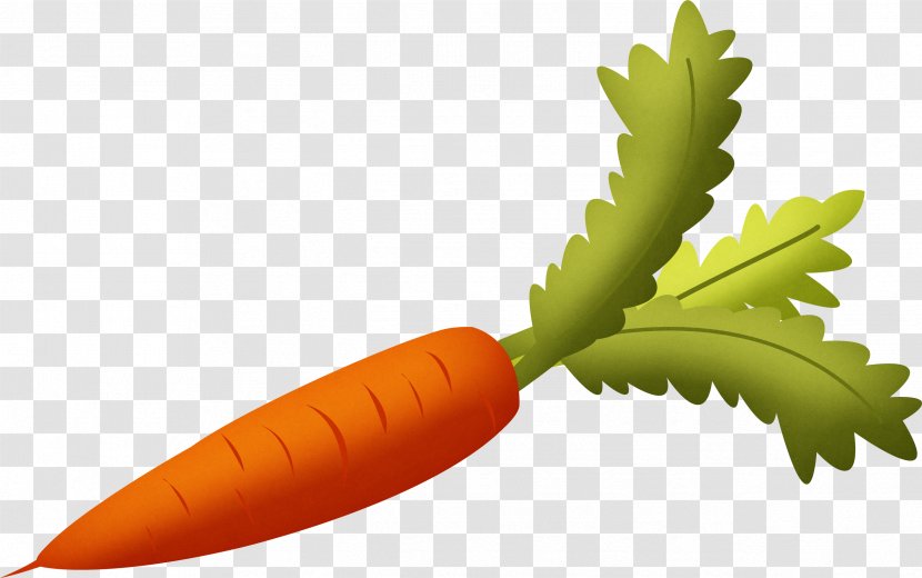 Carrot Vegetable - Leaf - Image Transparent PNG