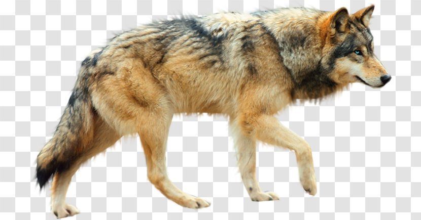 Dog Arctic Wolf Coyote - Snout - Sign Transparent PNG