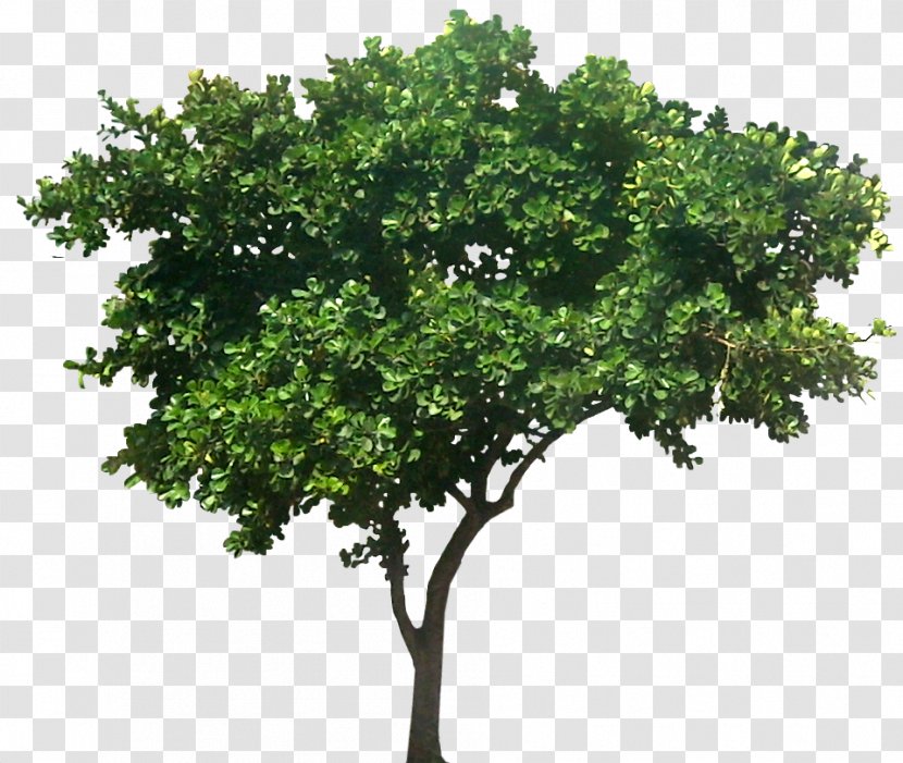 Populus Nigra Common Fig Tree Plant - Shrubs Transparent PNG