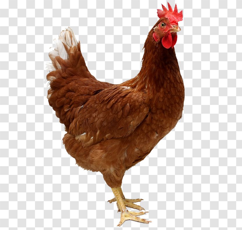 Kadaknath Ayam Cemani Chicken Coop Hen - Poultry Transparent PNG