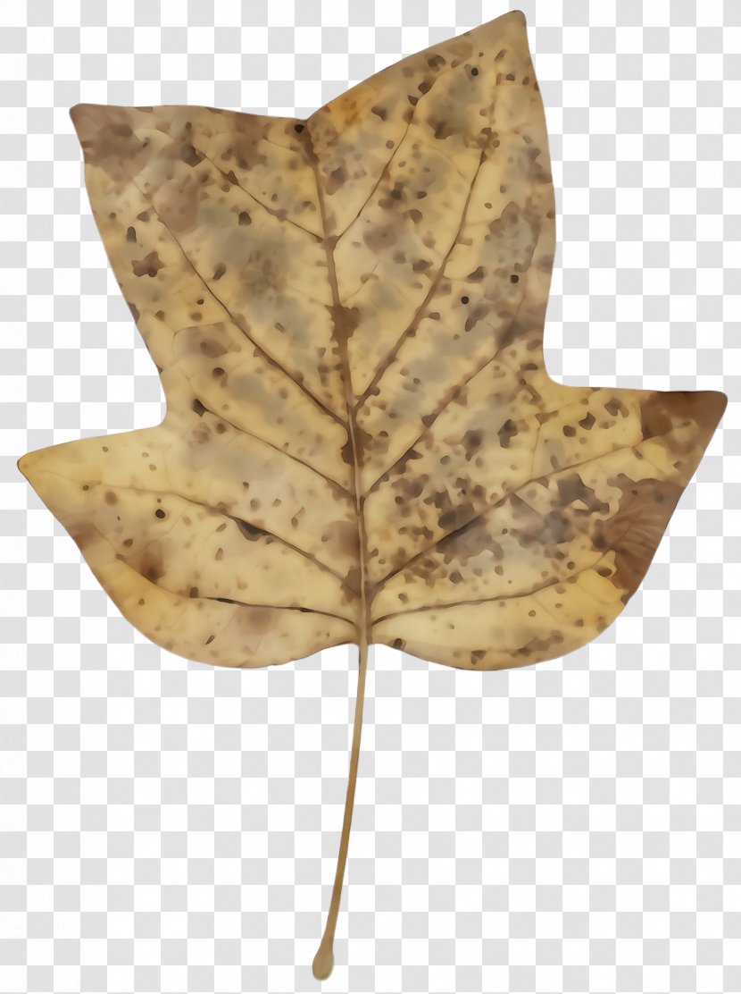Maple Leaf - Black - Beige Transparent PNG