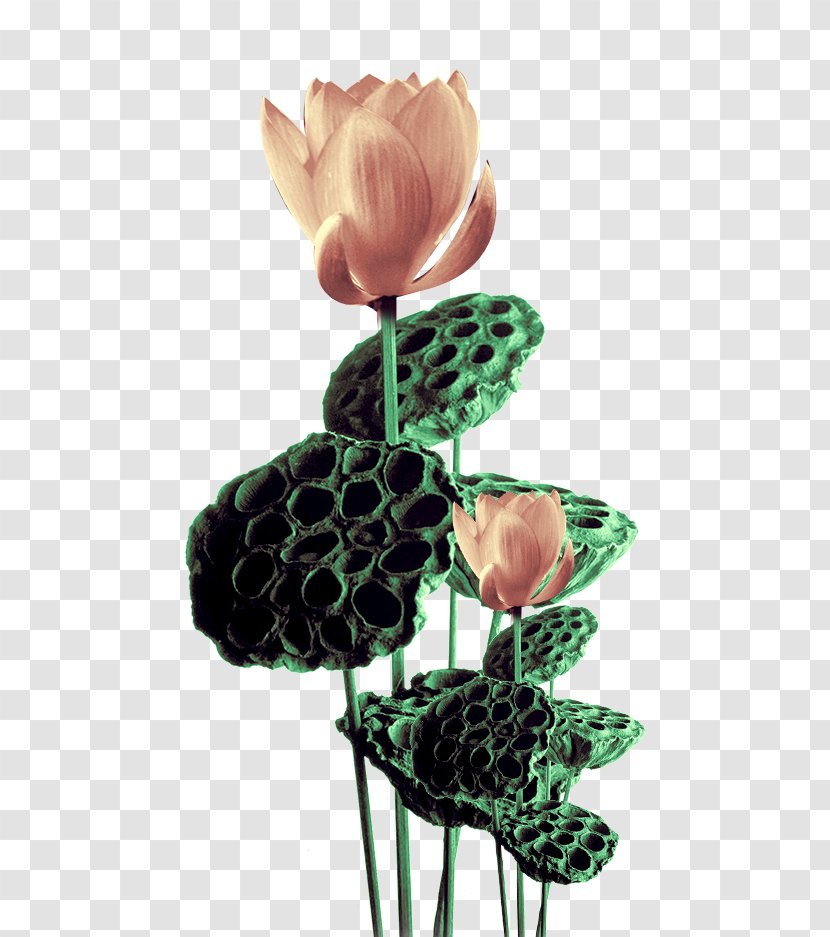 Nelumbo Nucifera Egyptian Lotus - Floristry Transparent PNG