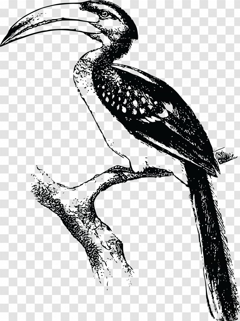 Bird Hornbill Drawing Animal Clip Art - Stork - Toucan Transparent PNG